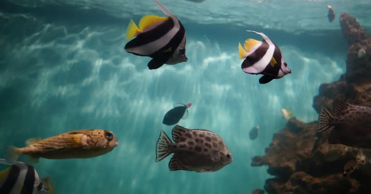 Les poissons du monde : un voyage à travers les océans