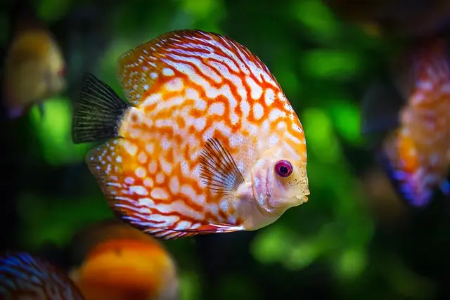 Les Poissons les Plus Étranges du Monde à Découvrir