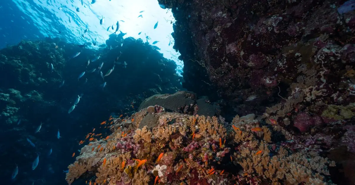 Les poissons migrateurs : un voyage fascinant à travers les océans