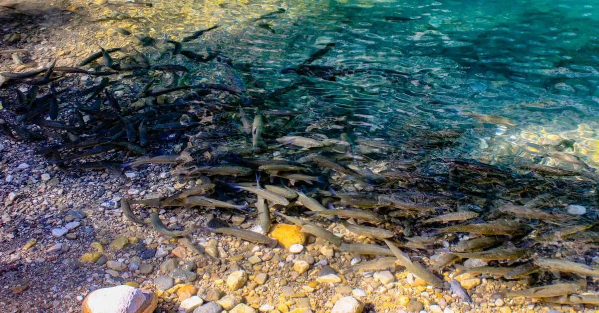 Les poissons d'eau douce les plus incroyables à découvrir