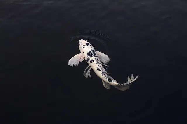 Les Poissons des Grands Lacs : Biodiversité et Espèces à Découvrir