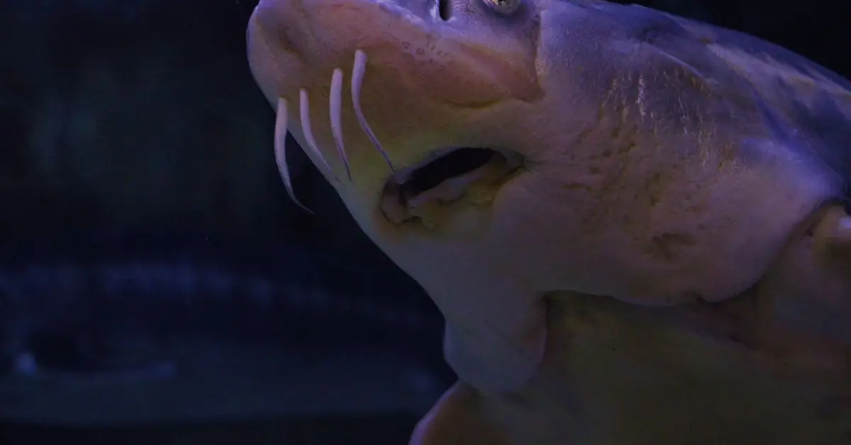 Les espèces de poissons les plus étranges du monde