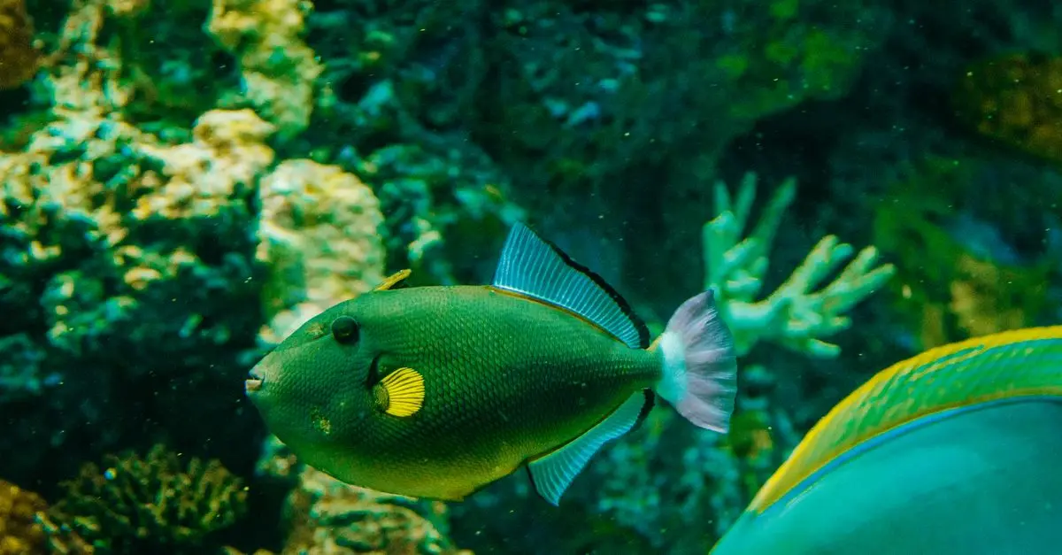 Les poissons les plus iconiques des mers du monde