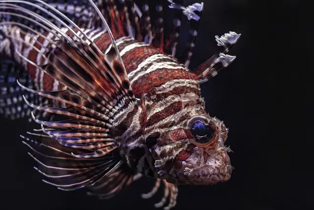 Les 10 poissons les plus étonnants à travers le monde