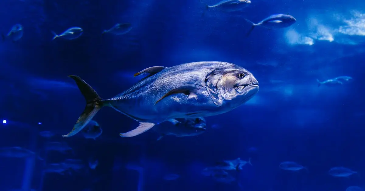 Les poissons les plus emblématiques de chaque continent