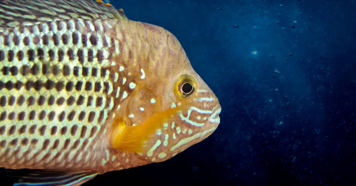 Les poissons les plus étranges et fascinants à découvrir