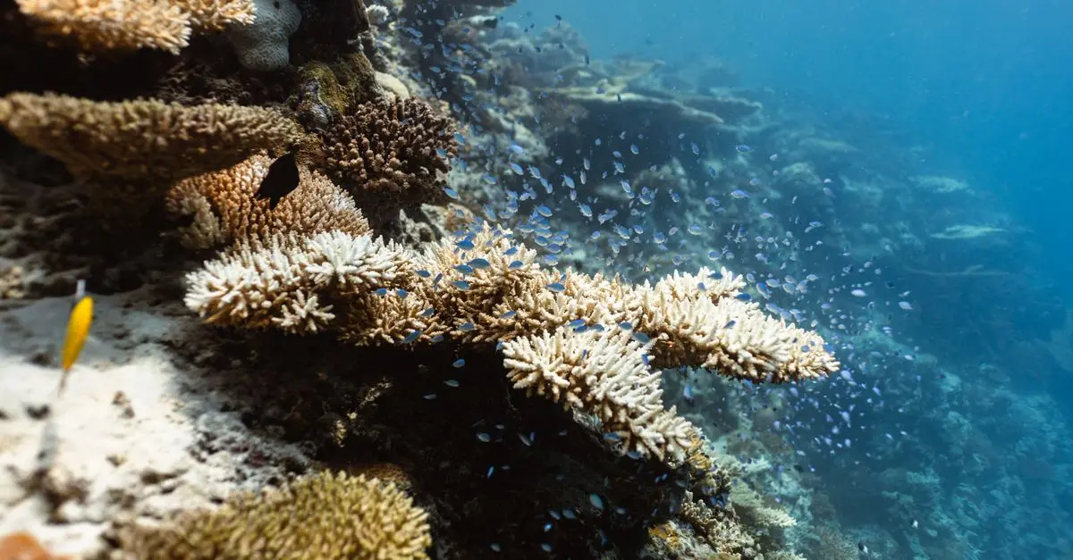 Les poissons les plus fascinants du monde à découvrir