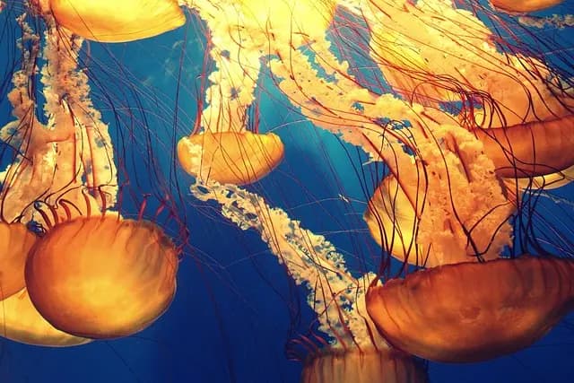 Les poissons préhistoriques : découvrez ces espèces immémoriales