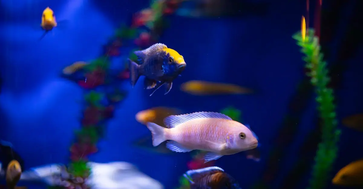 Les poissons d'eau douce les plus impressionnants à découvrir