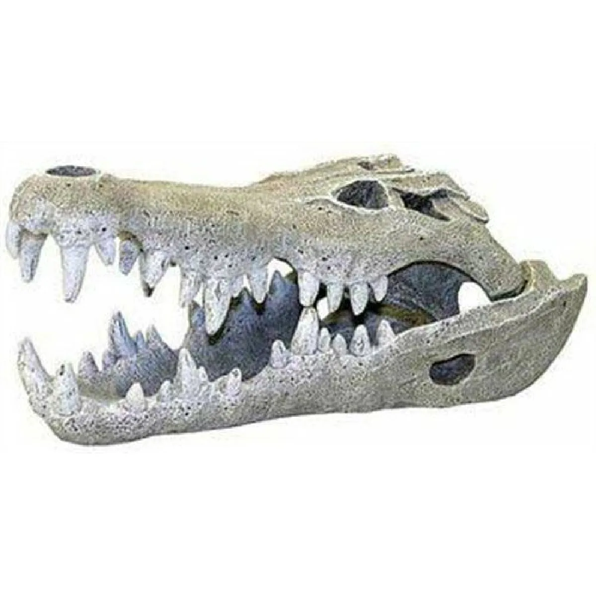 Rosewood Crâne Crocodile Aquarium