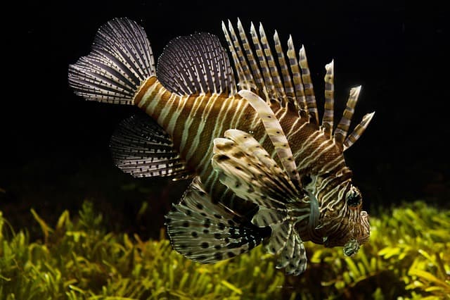 Les poissons les plus étonnants à découvrir dans le monde