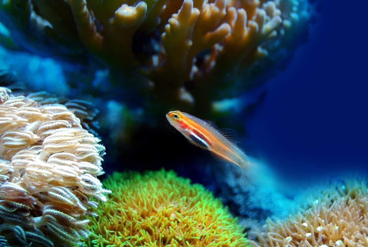 Les poissons fascinants des récifs coralliens : biodiversité à explorer