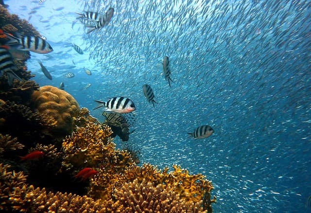 Les poissons des récifs coralliens : diversité et importance