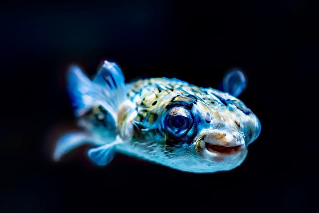 Les poissons du monde : focus sur les espèces les plus rares