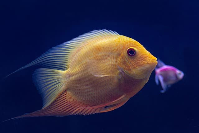 Le Monde des Poissons : Espèces Étonnantes à Découvrir