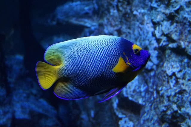 Les 10 poissons les plus fascinants du monde à découvrir