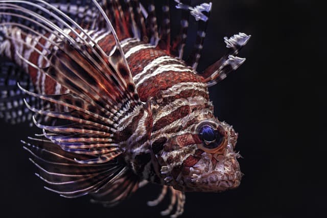 Les 10 poissons les plus incroyables à travers le monde