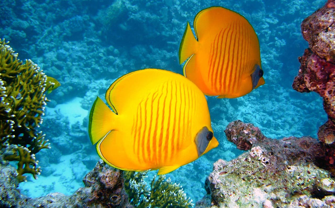 Les Poissons des Mers Tropicales : Espèces Fascinantes à Découvrir