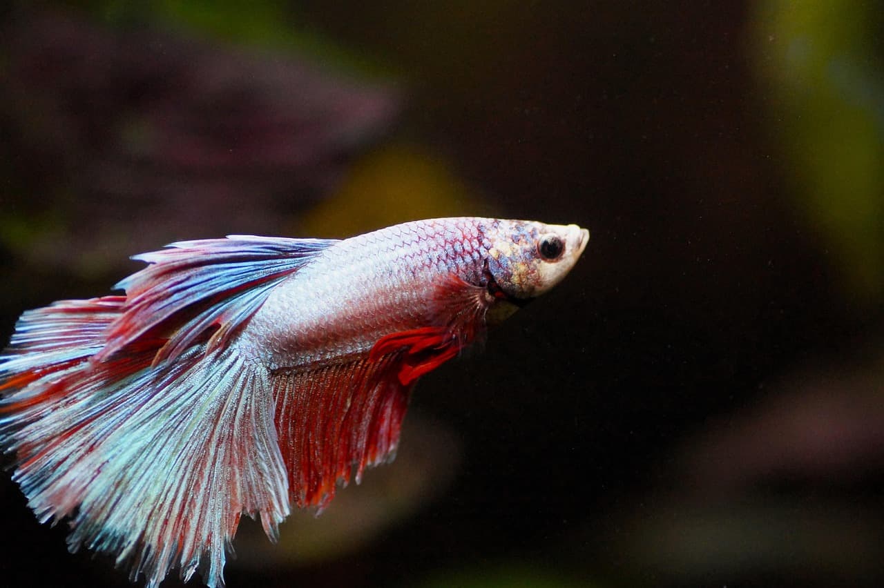 Les poissons d'eau douce les plus fascinants à travers le monde