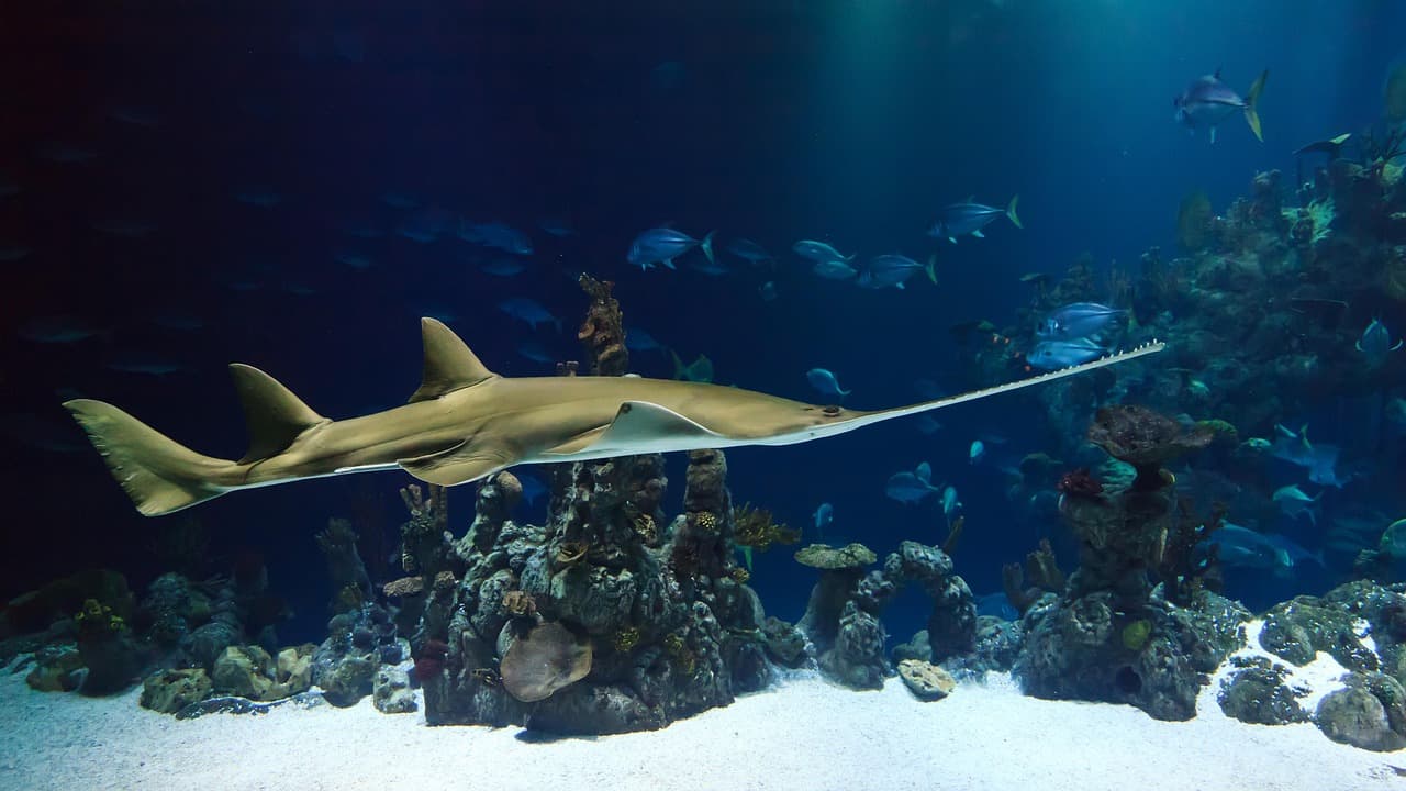 Les Poissons les Plus Insolites à Travers le Monde