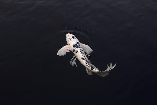 Les poissons des rivières du monde : biodiversité fascinante