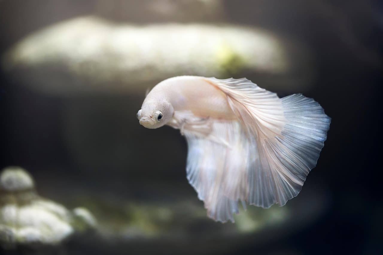 Les Poissons les Plus Étranges du Monde à Découvrir