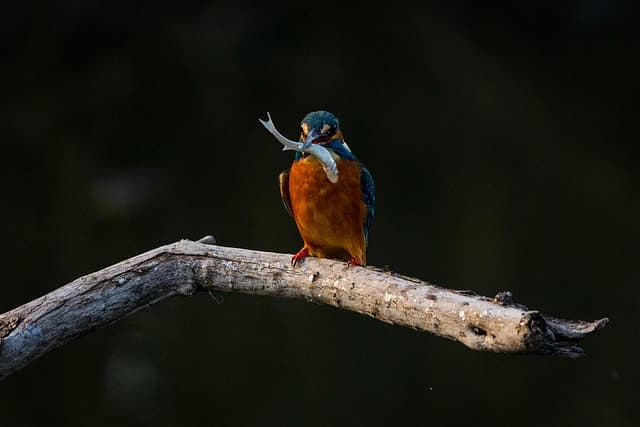 Les Poissons des Grands Lacs : Espèces Fascinantes à Explorer