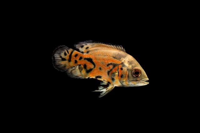 Les poissons des lacs : espèces fascinantes autour du globe
