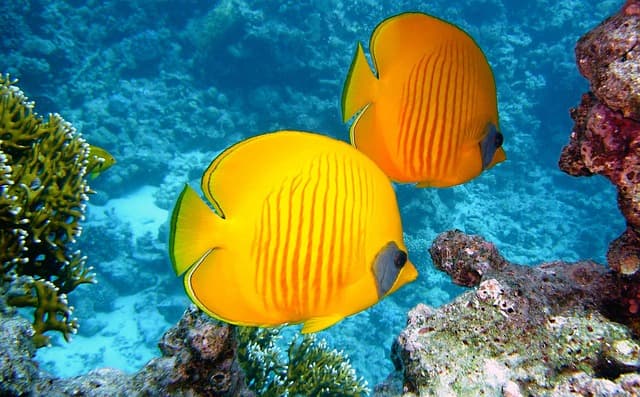 Les Poissons et Leur rôle Écologique : Impact sur les Écosystèmes