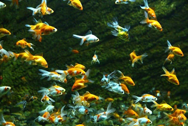 Les poissons d'eau douce les plus étonnants à découvrir