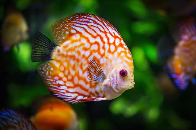 Les poissons les plus étonnants des océans à découvrir