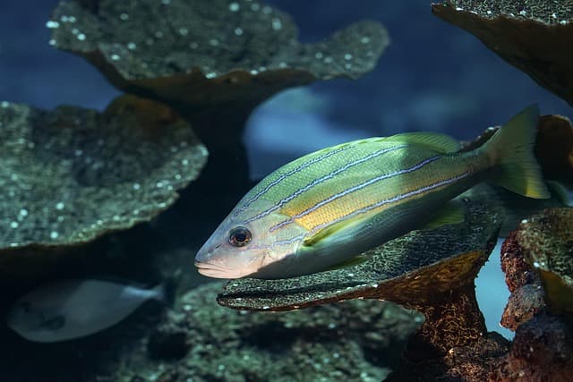 Les 10 espèces de poissons les plus surprenantes à découvrir