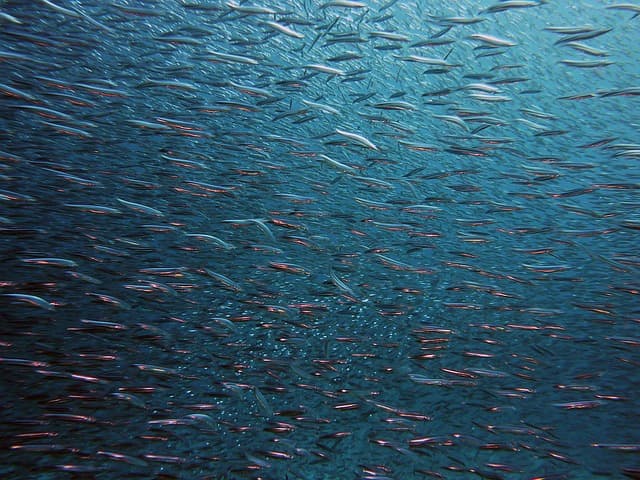Les Poissons du Monde : Habitats et Adaptations Incroyables