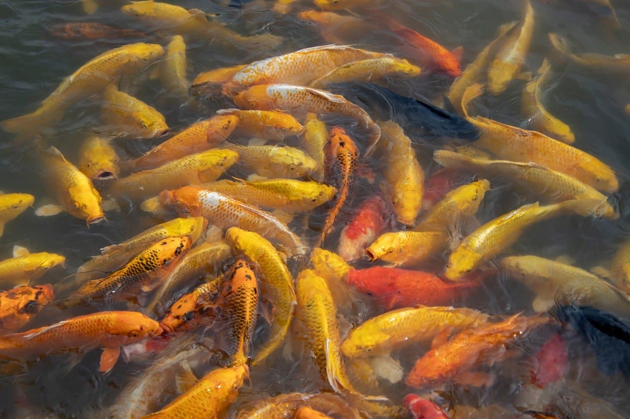 Découverte des poissons des rivières du monde : biodiversité fascinante